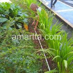Teknisi melakukan galian kabel fo di halaman gedung